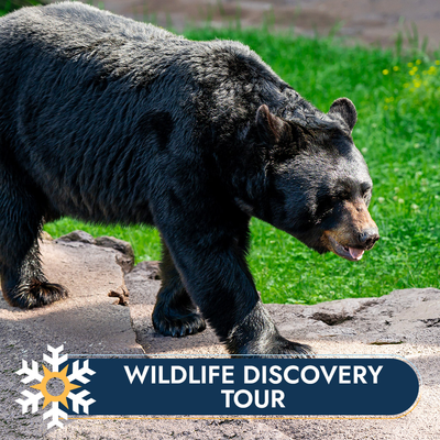 Wildlife Discovery Tour