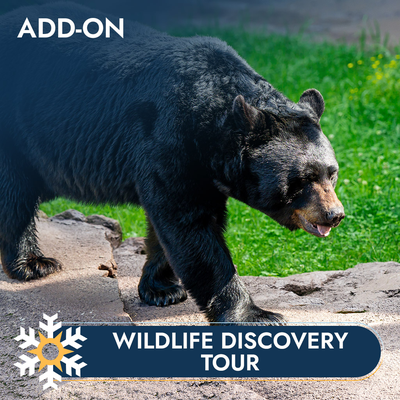 Wildlife Discovery Tour- add on